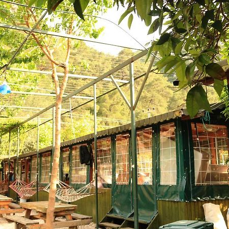 Olympos Zeytin Bed & Breakfast Luaran gambar