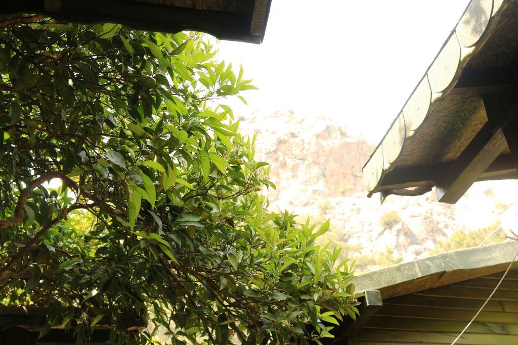 Olympos Zeytin Bed & Breakfast Luaran gambar